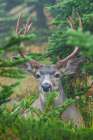Black-tailed deer buck Art Print